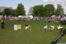 Dog and Duck Show