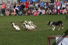 Dog and Duck Show